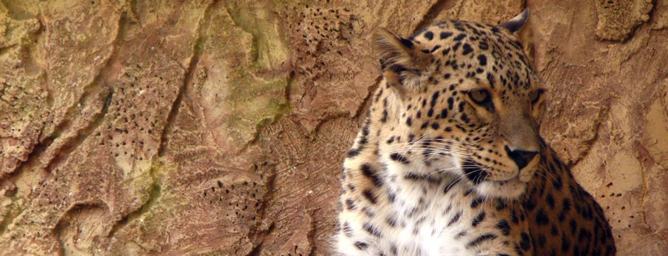 打爆别人短信的软件